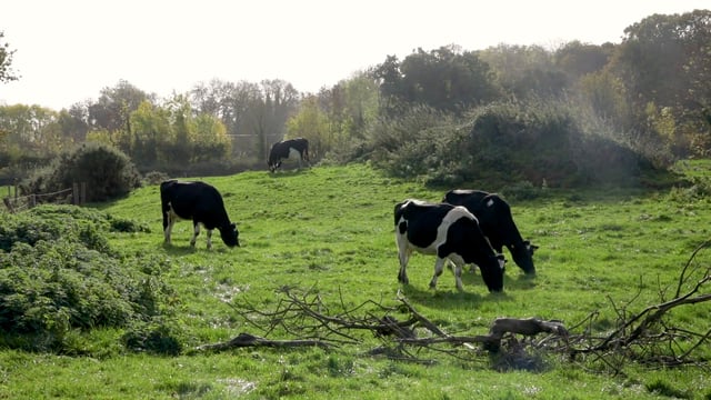 Glanbia rules out Ornua fixed milk-price support offer