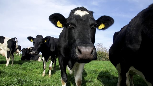 EU dairy farms on peat soil may face 'serious challenges' - Rabobank