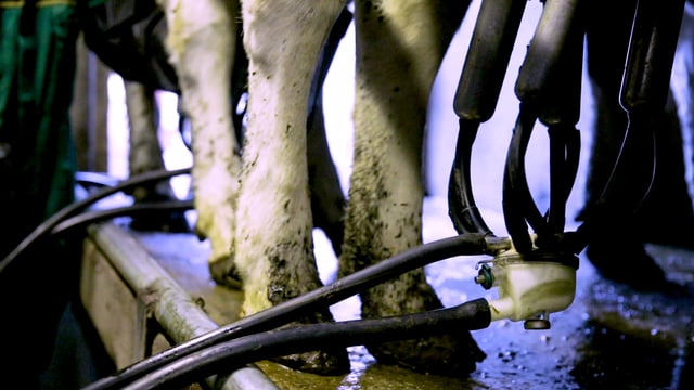 CSO: Domestic milk intake down 7% in year to February