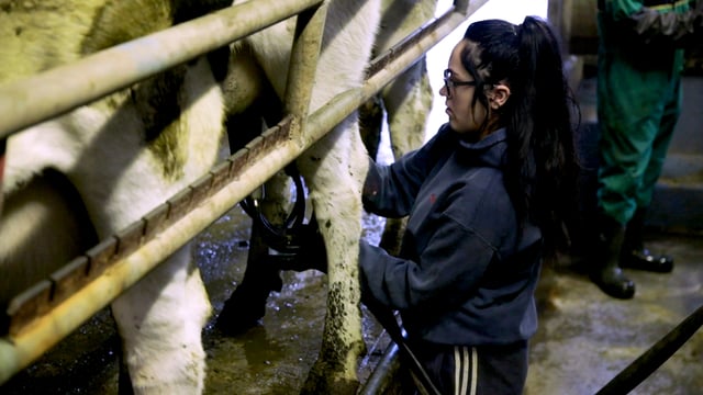 80 dairy farm assistant work permits issued so far in 2023