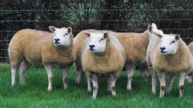 Texel Twilight sale set to see 55 pedigree in-lamb hoggets up for grabs