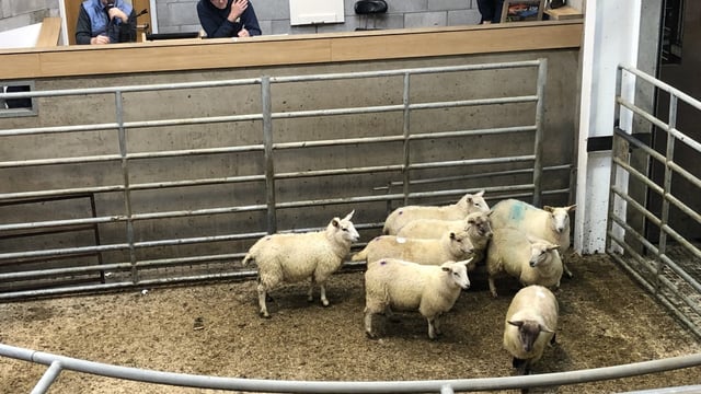 Sheep marts: Stores stronger by as much as €5/head