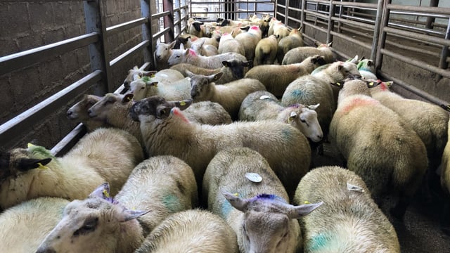 Sheep marts: Heavy lambs top €130-134/head