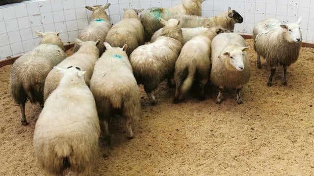Lamb trade 'stronger...with deals to €6.50 now on offer'