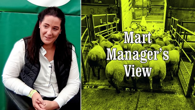 'It's been a shocking dear year for store lambs'