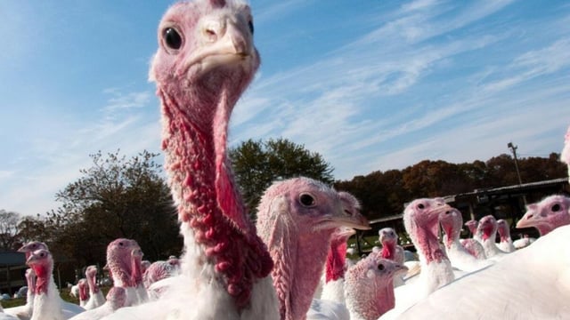 Poultry producers ordered to house all birds by minister