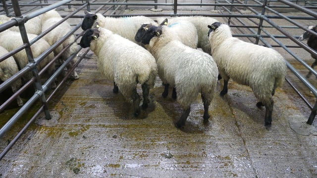 'Factories are crying out for lambs at present' - ICSA