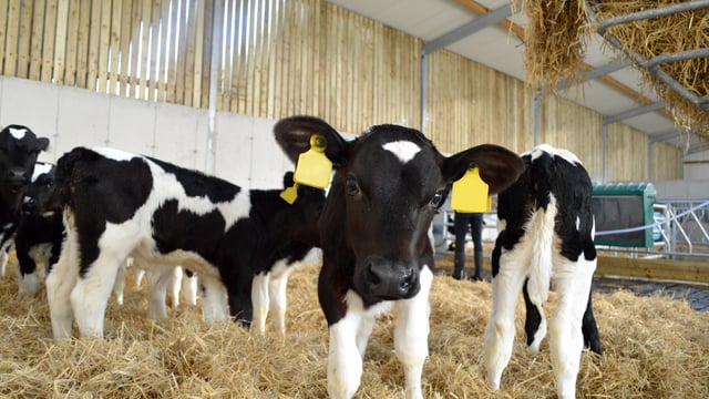 Calving statistics: 11% increase in dairy calf births