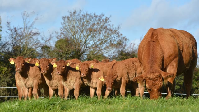 What's involved with embryo transfer in cattle?
