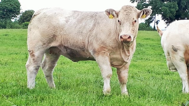 How will beef prices perform in 2021?