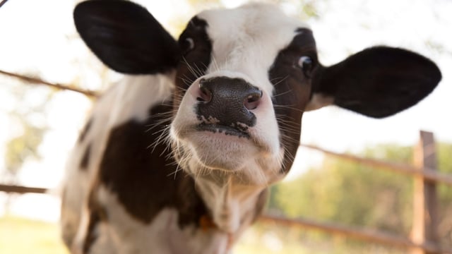 Stena Line urged to 'stop transporting' Irish calves by Dutch group