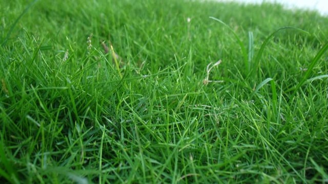 Green Acres farmers achieve top accolades for grassland management