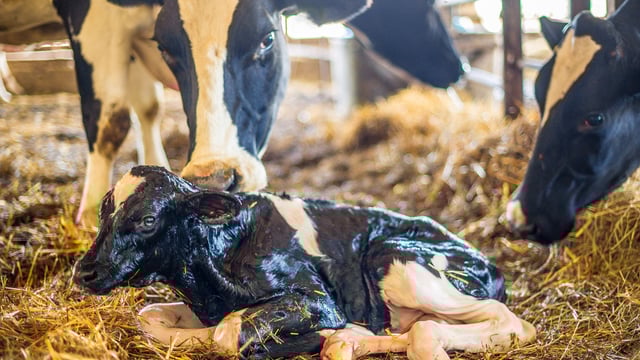 Heydon urges safety ahead of spring calving season