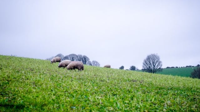 Achieving maximum utilisation of forage crops with sheep
