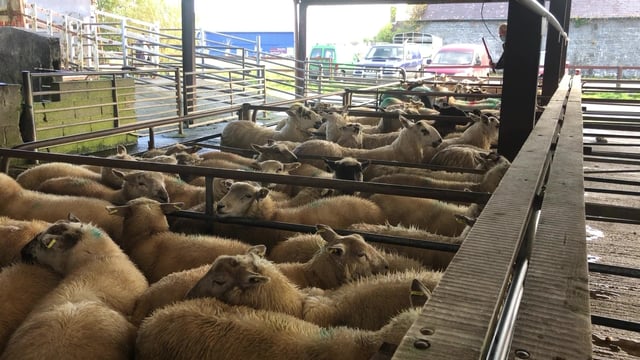 'Lamb trade could take weeks to recover'