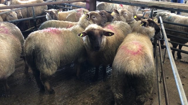Hoggets easier by €8/head at Ennis Mart; steady trade seen at Kilkenny