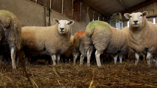 'Dosing for fluke, if required, and identifying lame ewes should be a priority now'