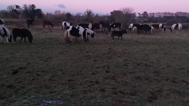 Animal welfare charity puts out 'hay appeal' to feed 60 'starving horses'