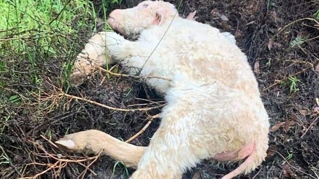 Anger from locals after dead calf dumped in Donegal