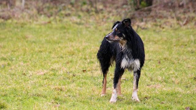 IFA calls for co-ordination of a national taskforce to tackle dogs attacks on farms