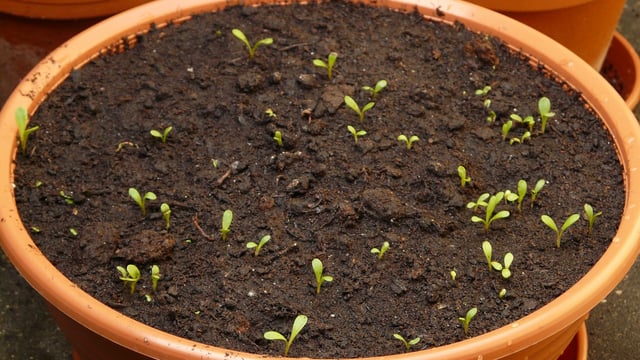 Irish Seed Savers temporarily suspends online seed sales due to 'massive upsurge' in orders