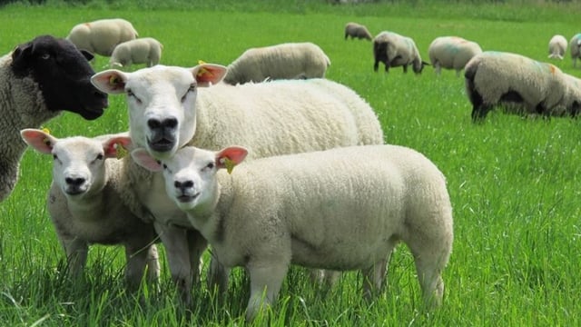 Reduce labour at lambing time