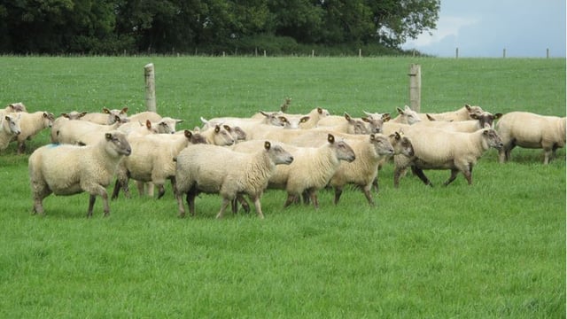 Technology to improve your sheep business