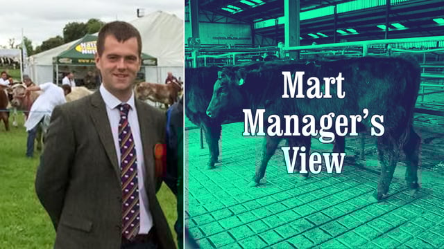 'Flying trade' for in-calf dairy cows at Mid-Tipp Mart