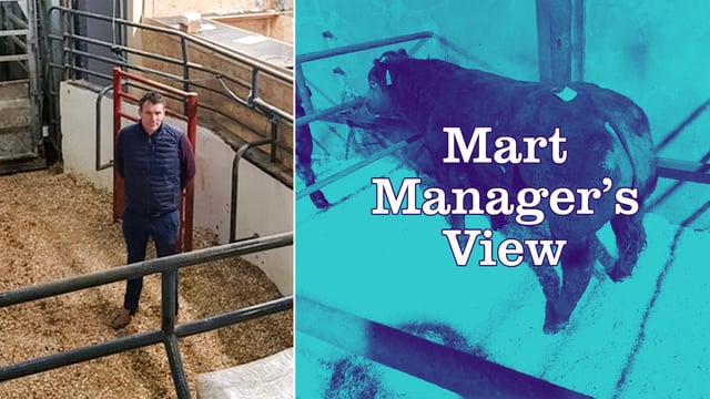 Simmental heifer calves sell up to €360/head at Ballybay Mart