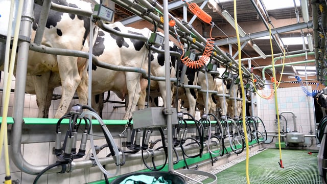Autumn calving: Picking out cows for selective dry cow therapy