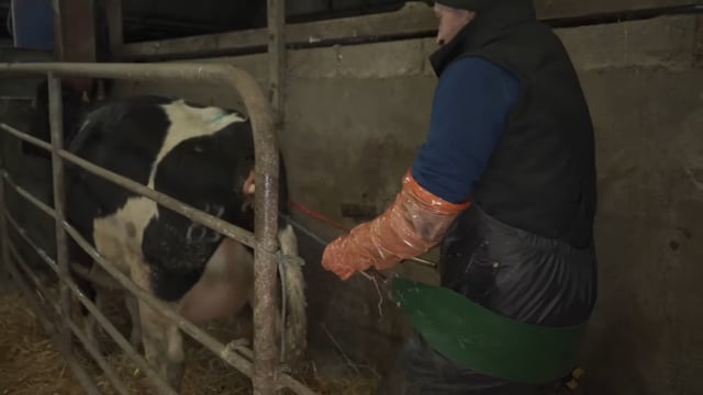 Reducing calving age linked to 13% increase in lifetime dairy cow performance