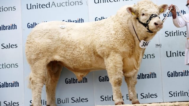 United Auctions postpones Stirling's February sales of pedigree bulls