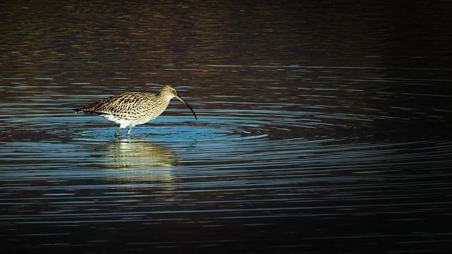 State to purchase island for protection of breeding waders