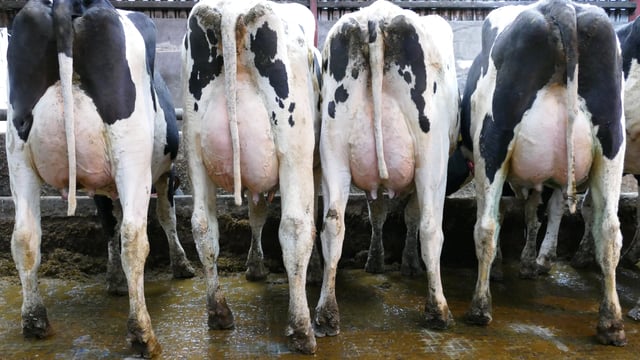 Carnaross dairy sale achieves top price of 3,850gns