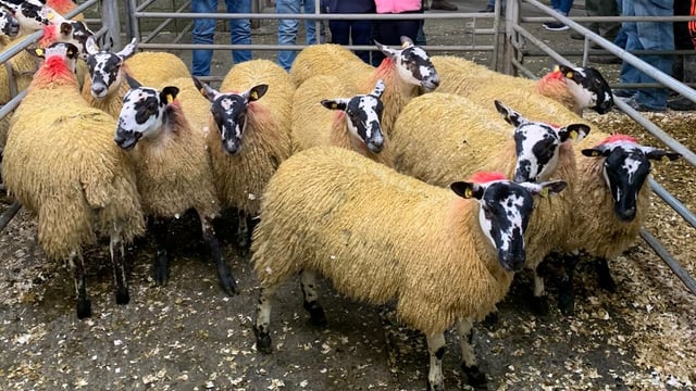 Sheep mart trade review 2020: Breeding sheep and store lambs catch the eye