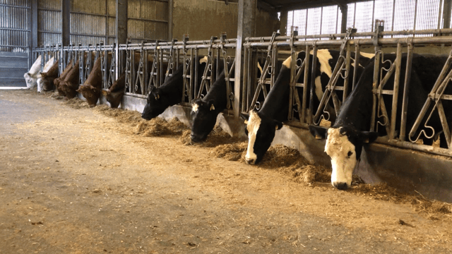 Beef Focus: Flushing females and implanting embryos at Bovi Genetics