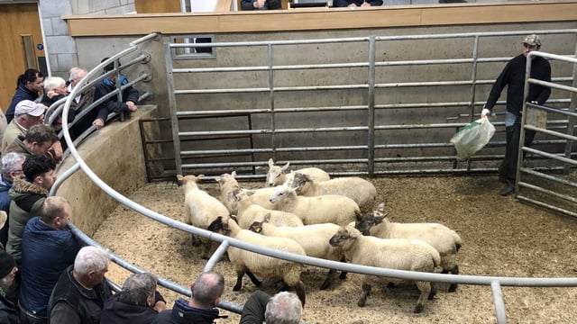 Sheep marts: Final sales of 2020 finish on a strong note