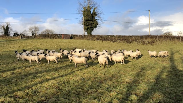 Sheep management: Fluke control at this stage of the season