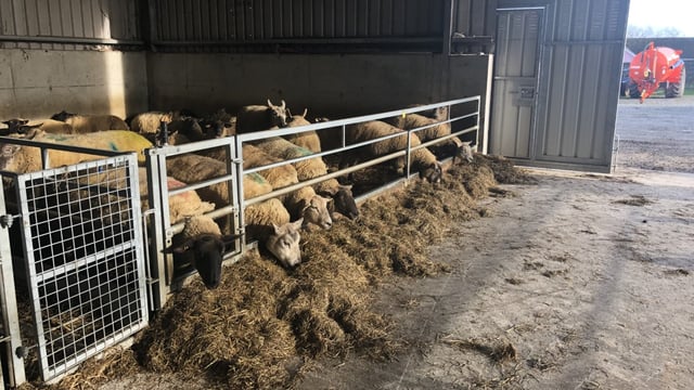 Effects of underfeeding ewes pre-lambing