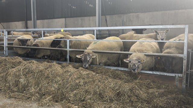 Sheep advice: Tips on housing ewes