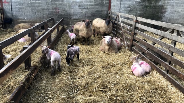 10 tips for an easier lambing season
