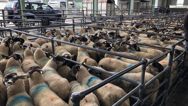 Strong start to 2021 for fat and store lambs at Blessington Mart