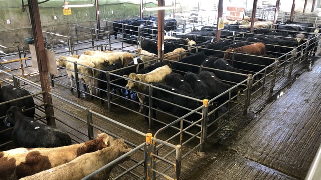 Headford and Castlerea Marts the latest to postpone sales