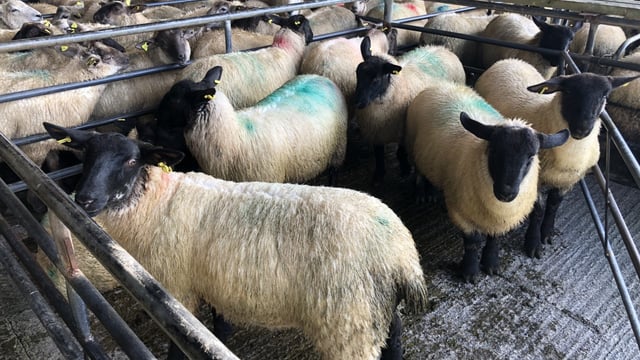Sheep trade: '€6.00-6.10/kg freely available for lambs'