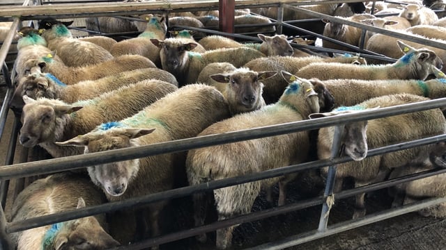 Sheep marts: Prices ease by up to €10/head at some sales