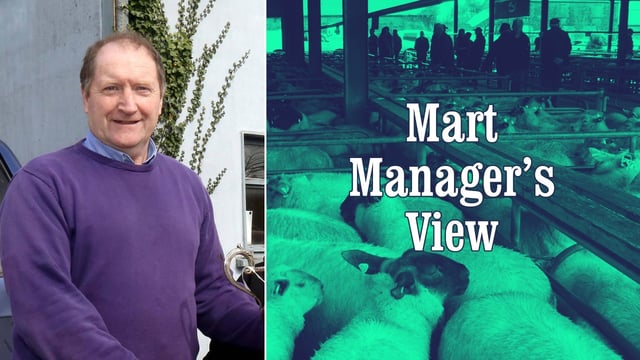 'Hoggets were easier by €10/head on last week' - Jimmy Cooney