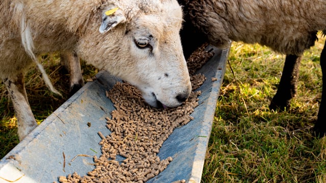 What should I be looking out for when buying concentrates for in-lamb ewes?