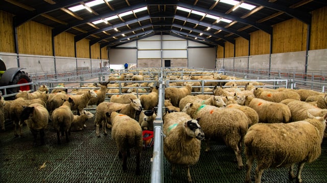 Buildings Focus: A brand new slatted unit for a 300-ewe flock in Co. Tyrone