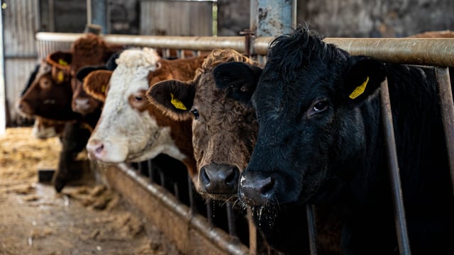 Beef trade: It's business as usual, with supplies in factories beginning to fill