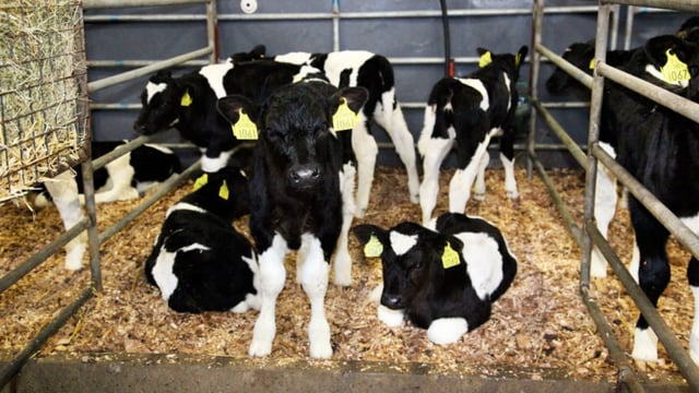 Buying calves this spring - what price should you be paying?